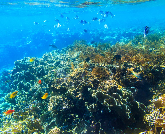 Snorkeling in Dahab Blue Lagoon Snorkeling in Dahab Blue Lagoon