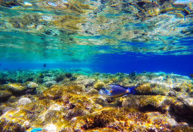 snorkeling in the Ras Um Sid Beach